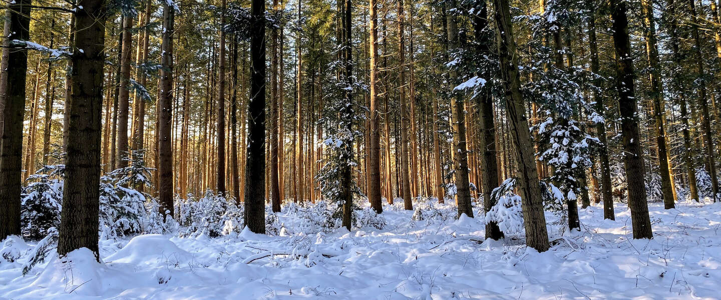 speulderbos-naaldbomen.jpg