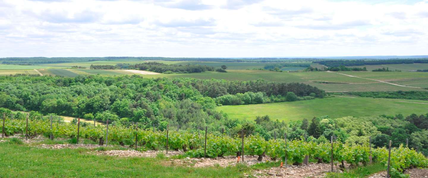 uitzicht-champagnestreek-frankrijk.jpg