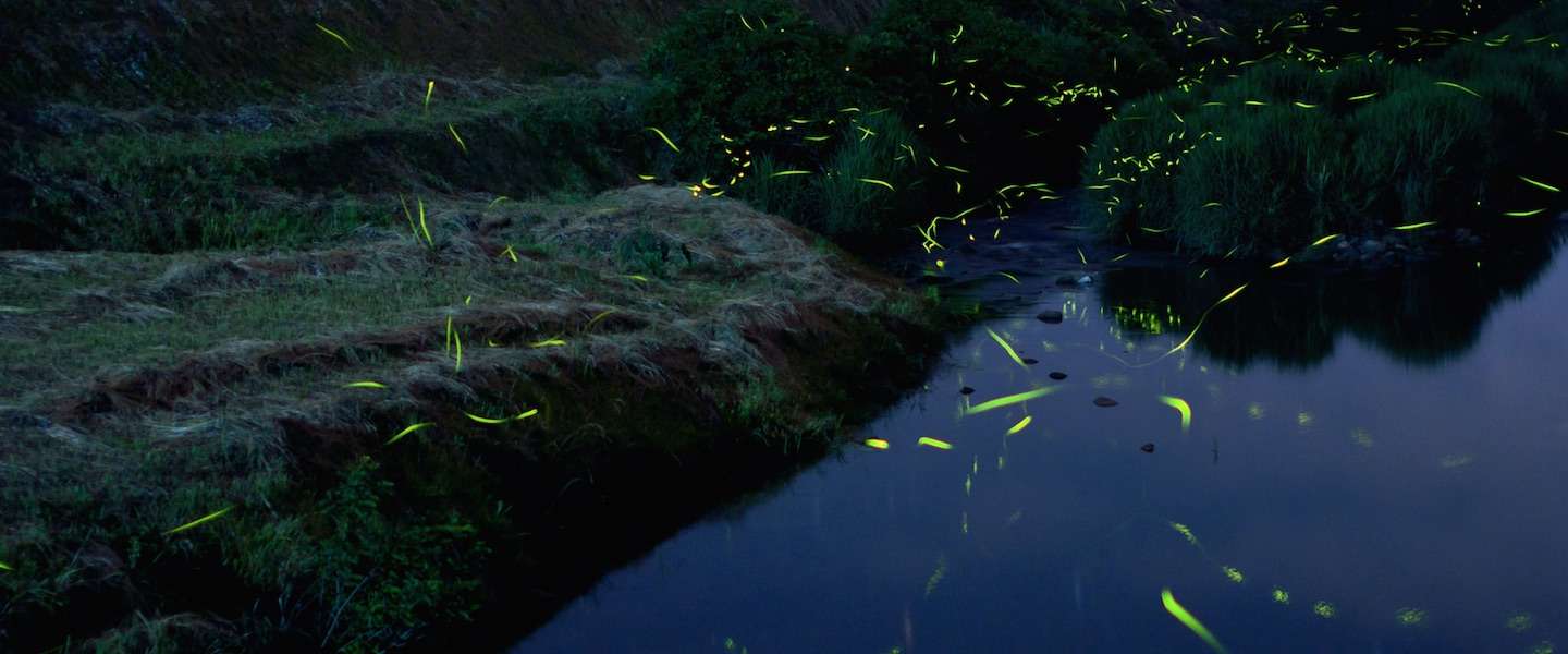 vuurvliegjes-magische-beelden.jpg