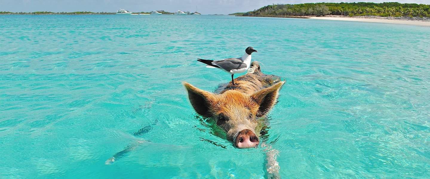 zwemmen-varkens-curacao.jpg