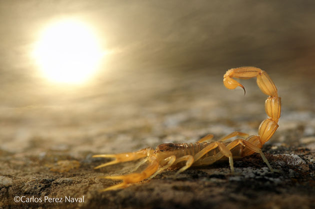 01_museon_wpy_2014_carlos_perez_naval_0