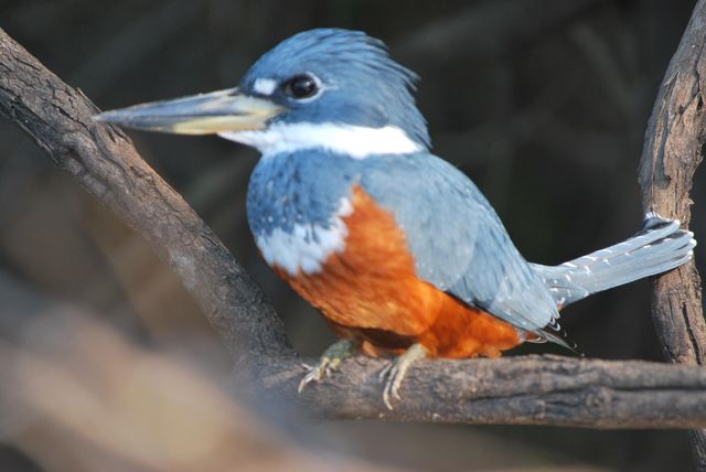 Een Kingfisher, wat een leuk vogeltje!