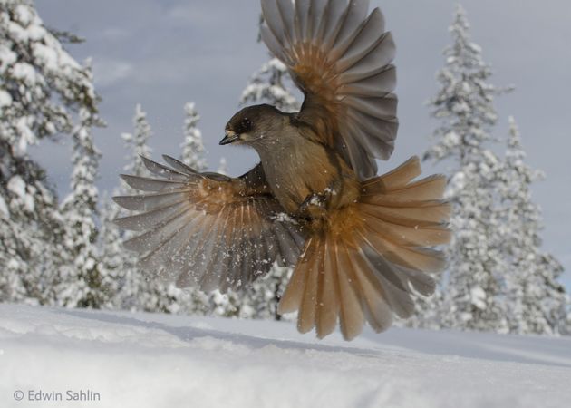 10_museon_wpy_2014_edwin_sahlin_resize