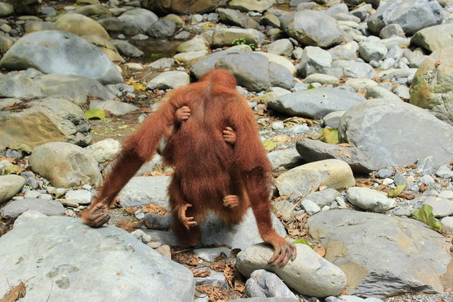 Bukit Lawang!2