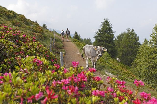 Prachtige natuur in Scena