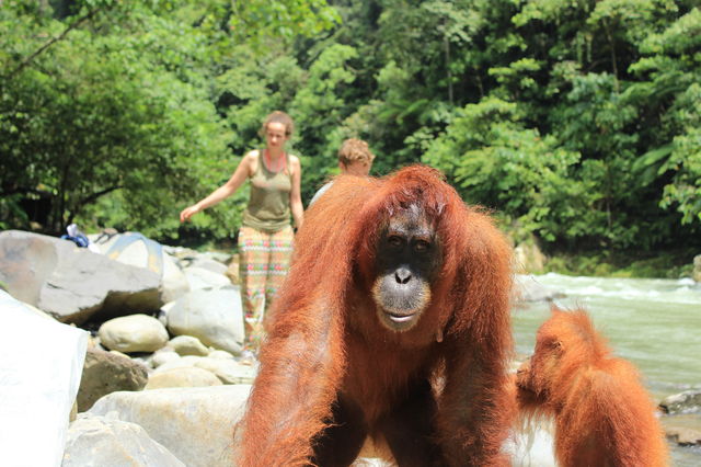 Bukit Lawang1