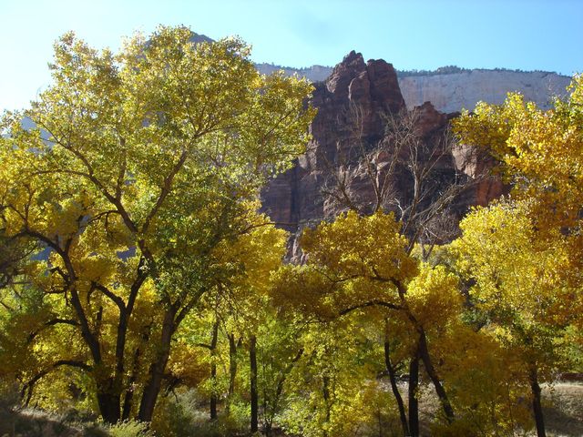 Rode rotsen en veel groen in Zion National Park