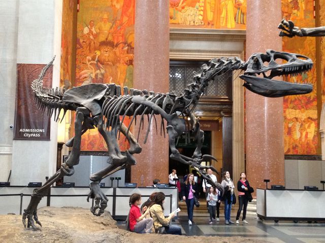 Dino`s in het Museum of National History