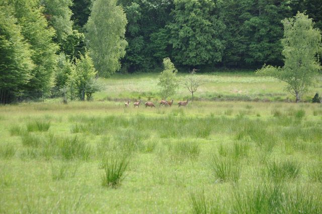 In de verte zien we herten