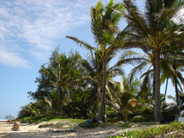 De wuivende palmbomen zorgen voor een zacht briesje...