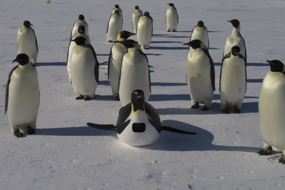 Pinguïns-undercover-spycam