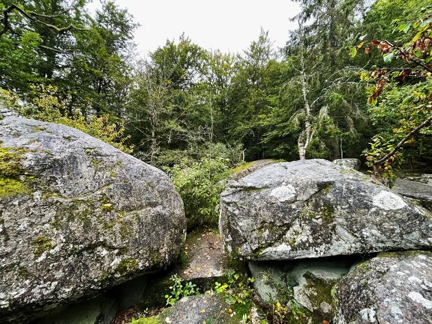 <em>Eeuwenoude bossen in \u00c5snen Nationaal Park.<\/em>