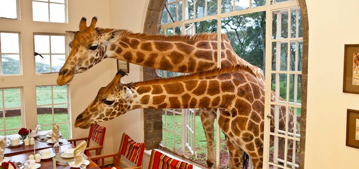 giraffe_manor_rothschild