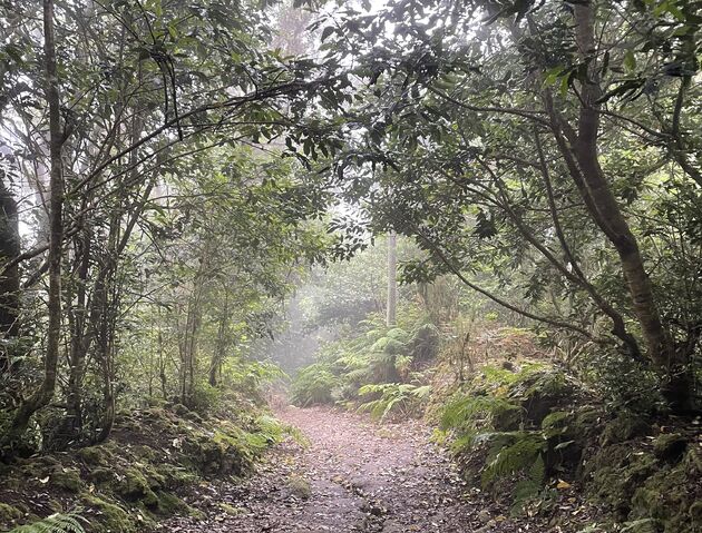 <em>Hiken door het laurierbos in Anaga Rural Park <\/em>