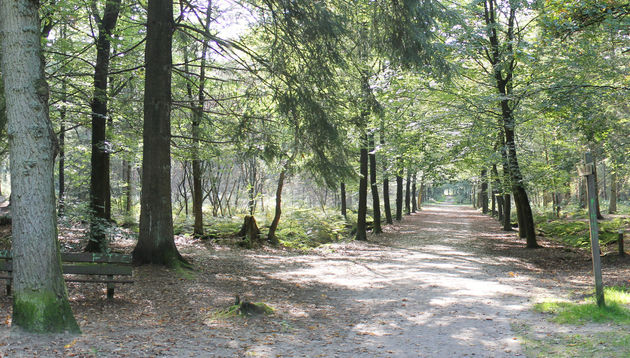 Het Asserbos: meer paden dan je bewandelt krijgt in een weekend. (foto: Wikipedia)