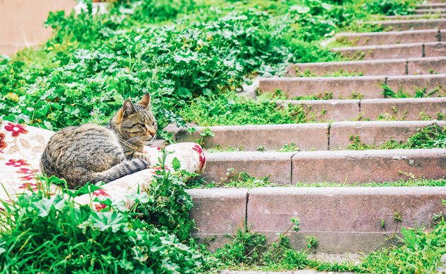 Ook in deze wijk zie je volop straatkatten - waar goed voor gezorgd wordt trouwens