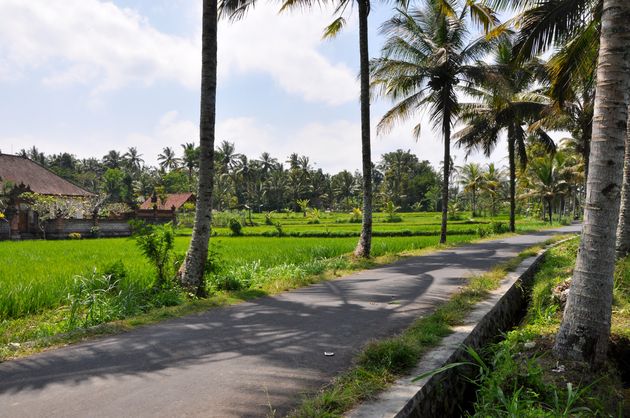 Rijstvelden rondom Ubud