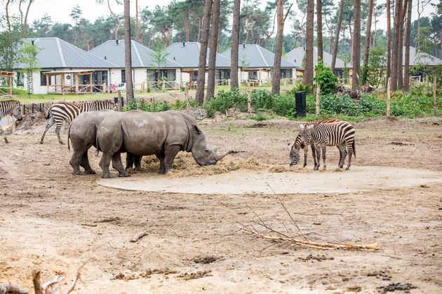 In de Beekse Bergen waan je je in Afrika