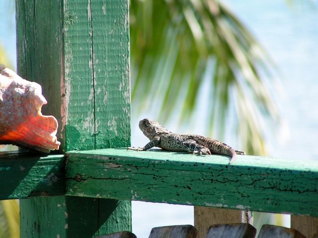 Ons `huisdier` in Belize