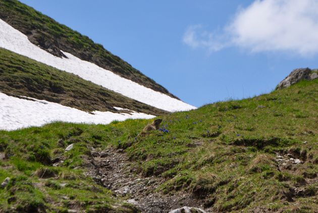 Nieuwsgierige bergmarmotten duiken overal op