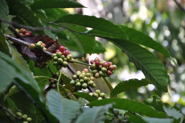 De bessen die gebruikt worden voor Kopi Luwak