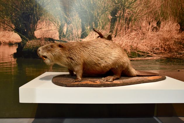 Niet zo schattig, maar wel bijzonder om in het wild te zien: de bever