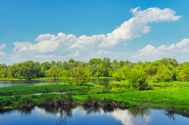 Het woud van Bialowieza in Polen is schitterend