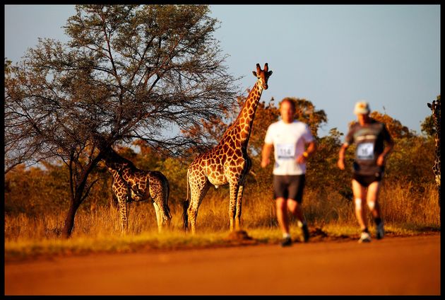 Misschien wel de mooiste wedstrijd ter wereld: tussen de wilde dieren in Afrika