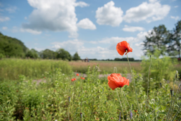 Leuke tip om te wandelen in Drenthe: het Dwingelderveld