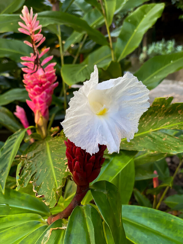 De tuin van het hotel heeft echt de meest fantastische bloemen