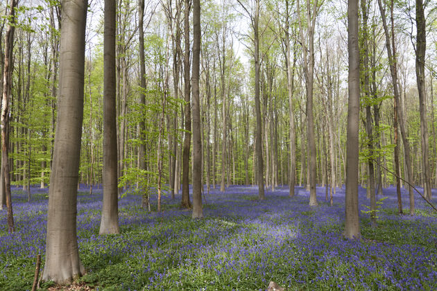 Op sommige plekken lijkt het wel een sprookje, zo mooi