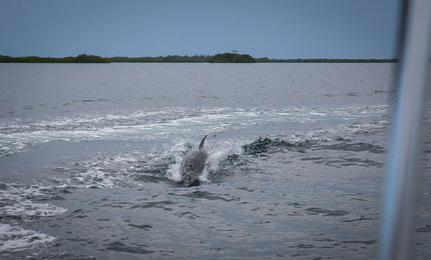 bocas-del-toro-dolfijn