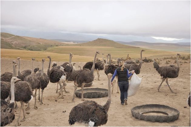 boerderij_zuid_afrika