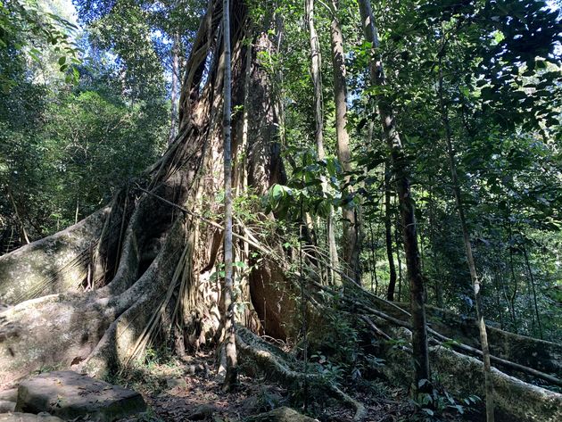 <em>Enorme bomen in de jungle<\/em>