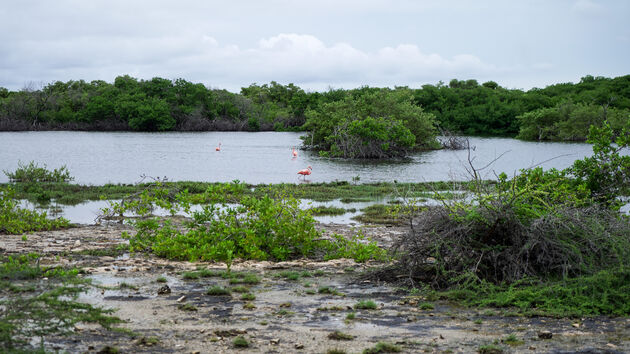 <i>Maak een roadtrip en geniet vanuit de auto van alle mooie plekken op Bonaire</i>