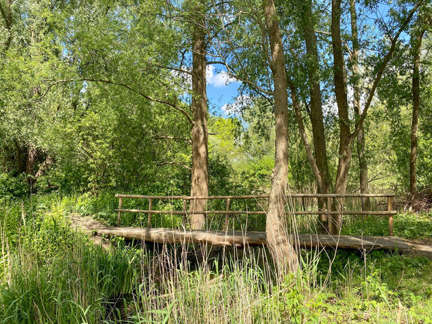 Het bos bij het strandje, in de Esch. Rust, pure rust en een bloedmooie natuur.