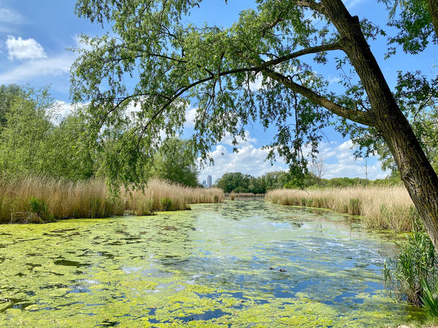 Een van de vele poelen op het eiland.