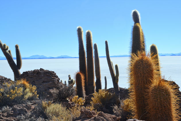 De cactussen met de witte achtergrond van het zoutmeer, een prachtig plaatje!