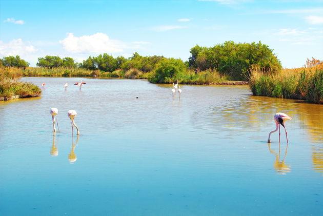 Flamingo`s in de CamargueFoto: lamax - Fotolia