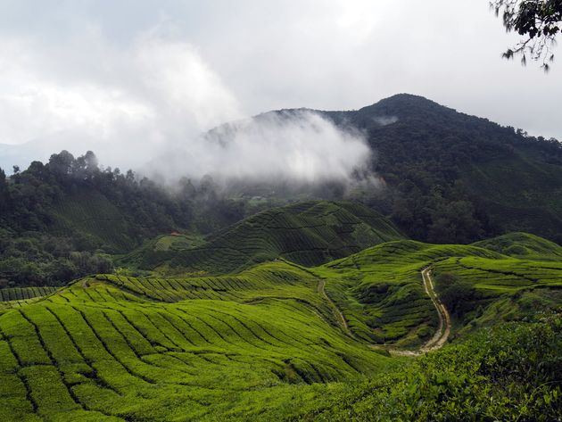 Kom helemaal tot rust tussen de theevelden in de Cameron Highlands