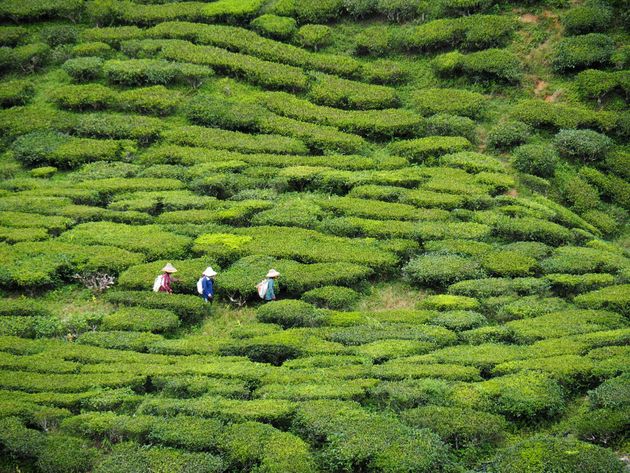 De heuvels van de Cameron Highlands staan vol met theeplanten