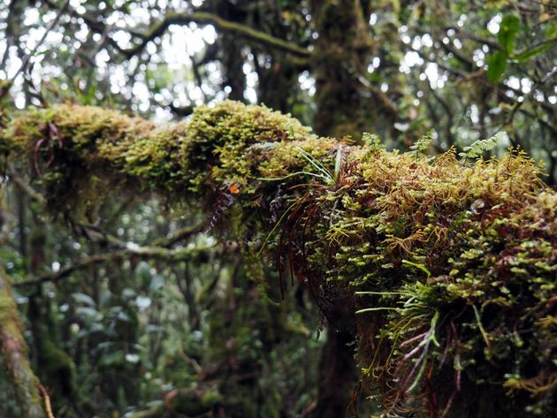 Het Mossy Forest doet zijn naam eer aan