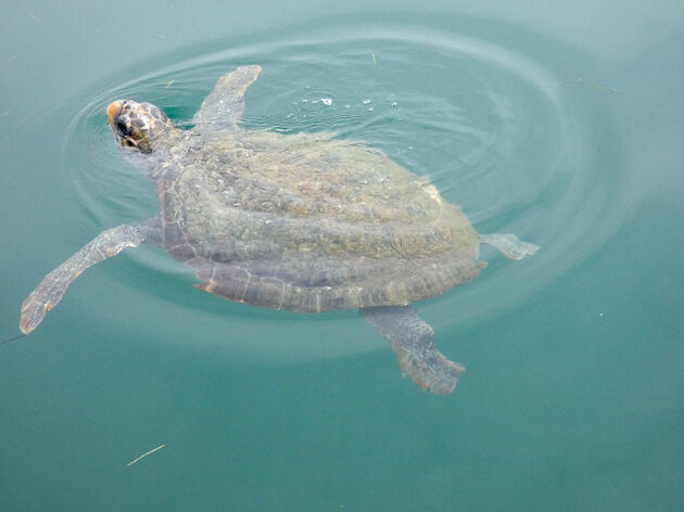 Caretta Caretta Schilpadden in Agostoli