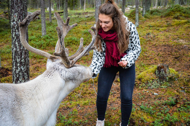 Bij het rendierenpark in Salla eten de rendieren uit je hand.