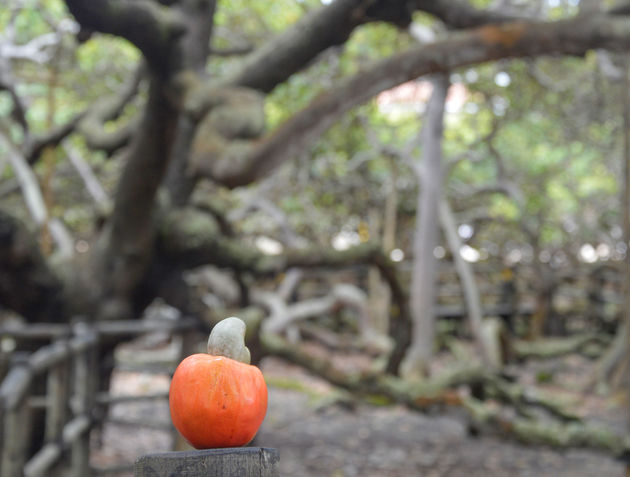 Dit is de cashewvrucht. De vorm verklapt waar de cashewnoot verborgen zit.