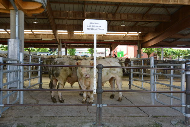 Charolais-runderen, steak to be...