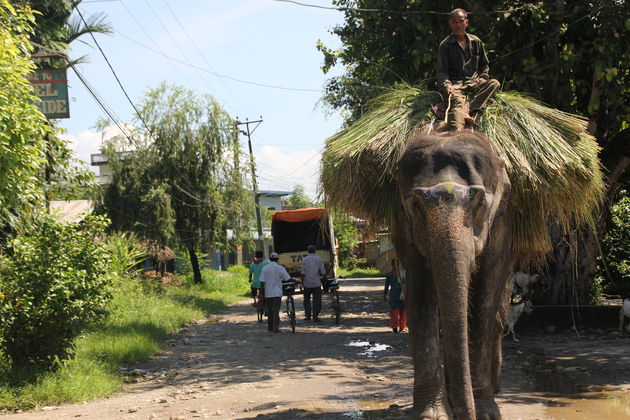 Olifantensafari in Chitwan National Park is een aanrader!