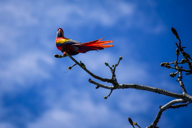 Een Ara in Corcovado National Park