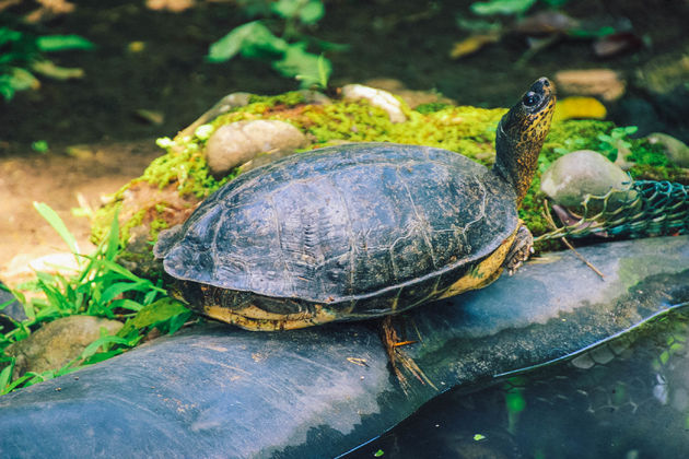 Een schildpad in Tortuguero