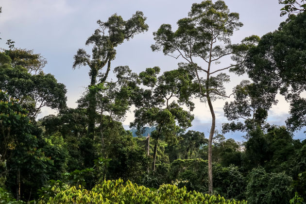 Ook enthousiast geworden over Danum Valley? Zet deze plek dan op je bucketlist!